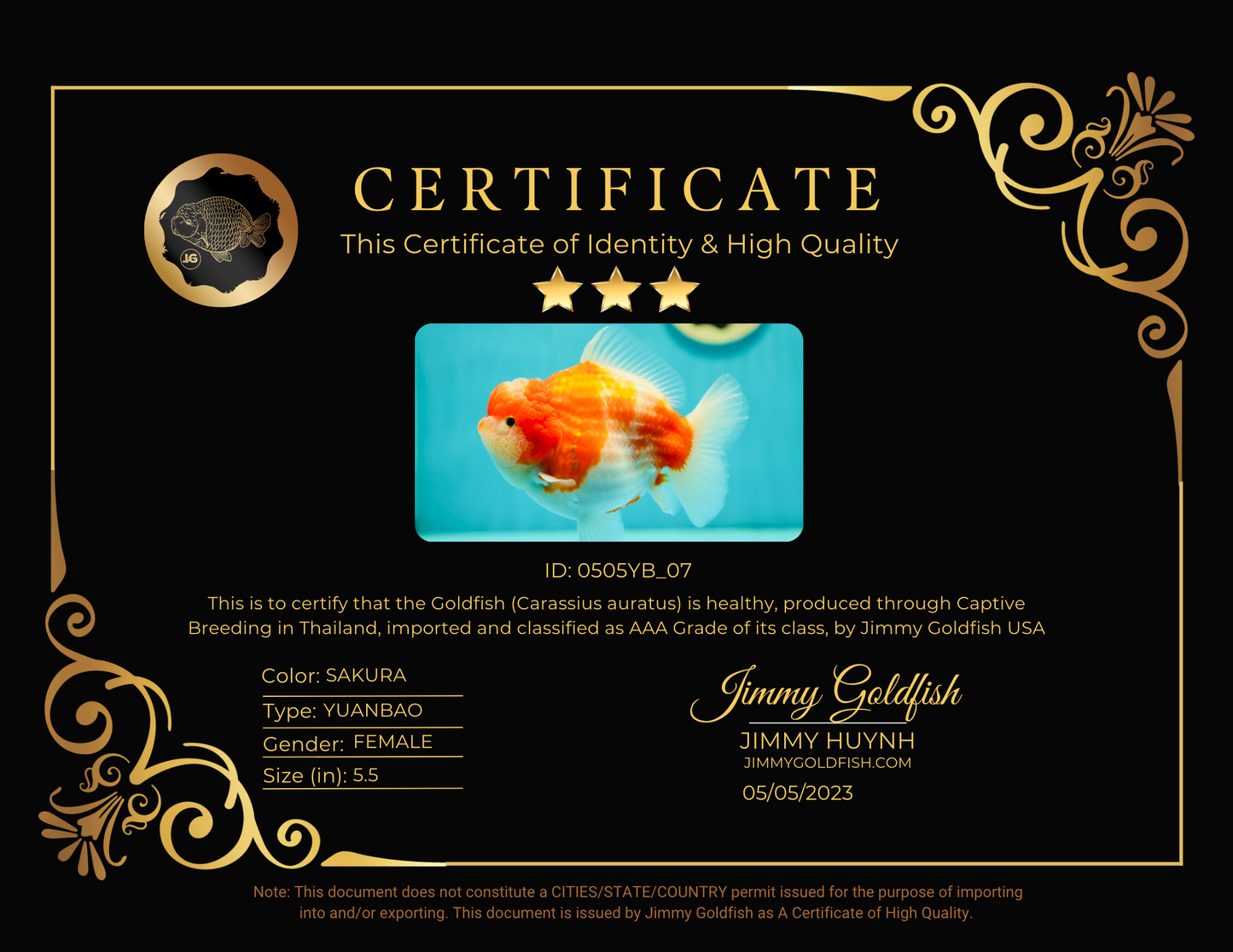 Sakura Yuanbao hembra de grado AAA, tamaño jumbo, 5,5 pulgadas, n.º 0505YB_07