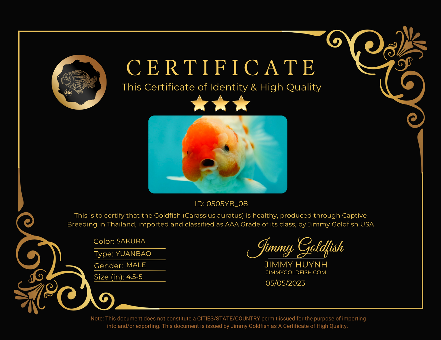 AAA Grade Jumnbo Sakura Yuanbao Male 4.5-5 inches #0505YB_08