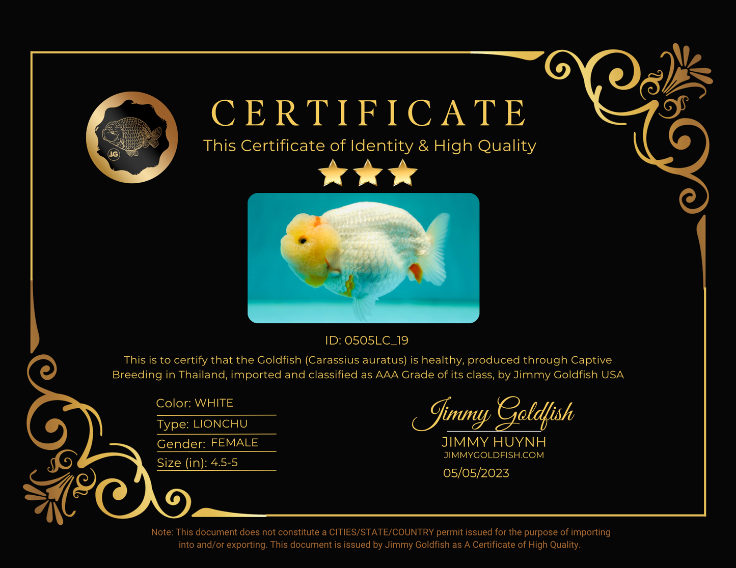 Tête de citron de qualité AAA, Reine du Lion Blanche-Neige, 4 à 4,5 pouces #0505LC_19