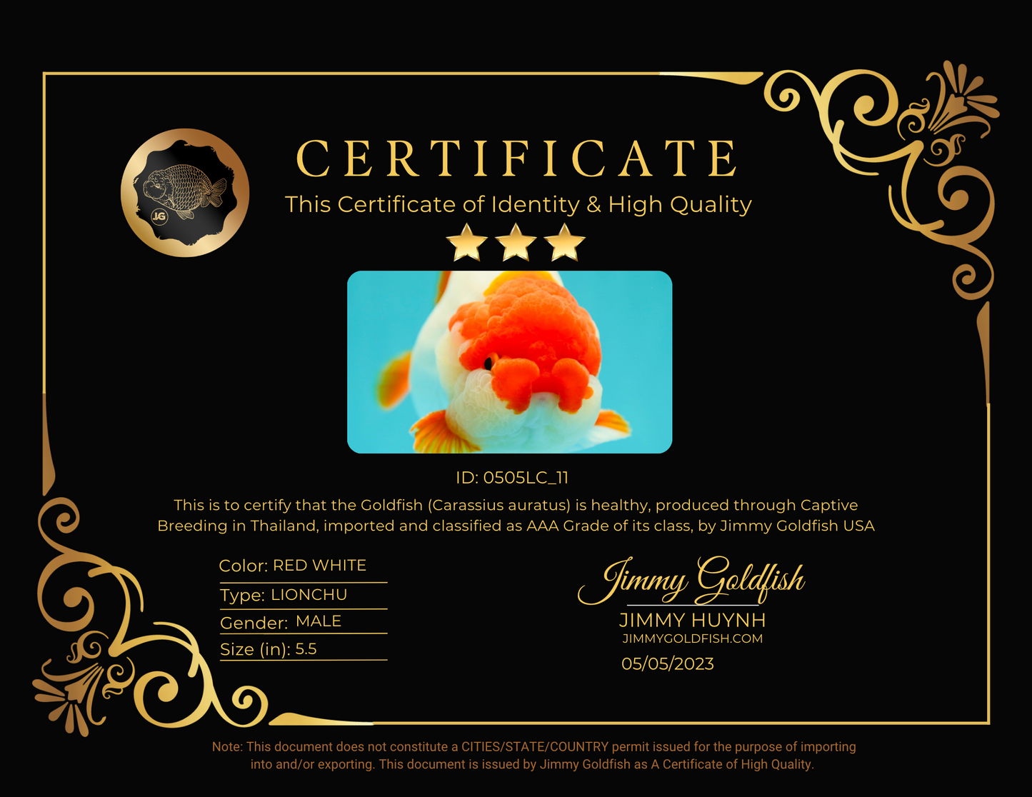 AAA Grade Super Red Moustache LionKing 5.5 inches #0505LC_11