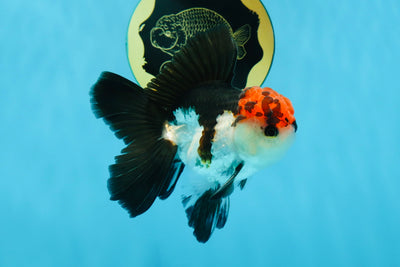 A Grade Lava Tricolor Oranda Male 4 inches #013125OR_24