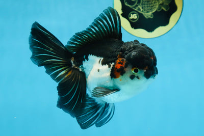 HAPPY "PO" Tricolor Oranda Male 5.5 inches #081525OR_24