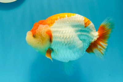 SHOW GRADE Super Chubby Red White LionQueen 5.5 inches #0607LC_23