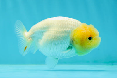 Baby Lemonhead Snow White Lionchu Female 3.5 inches #0202LC_09