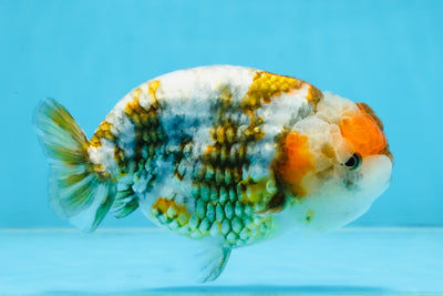 A Grade Calico Blue Base LionQueen 5 inches #103125LC_17