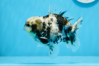 Yuanbao tigre blanco macho de grado AAA de 4,5 pulgadas n.º 0712YB_19