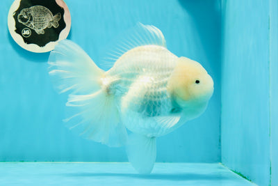 Oranda femelle à queue de rose blanche de qualité AAA, 6,5 pouces #0223OR_14