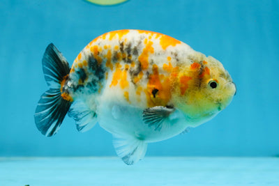 A Grade Chubby Tricolor Marble LionKing 4.5-5 inches #071125LC_04