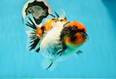 AAA Grade Sanke Yuanbao Female 5-5.5 inches #0209YB_01