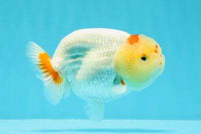 AAA Grade Red White LionKing 4-4.5 inches #0517LC_10