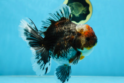 AAA Grade THICK BODY Calico Kirin Oranda Female 6 inches #080825OR_14