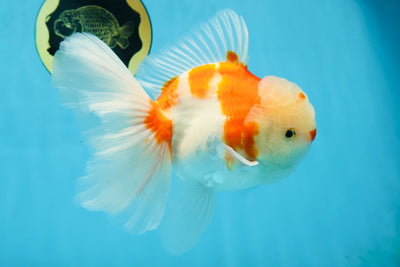 AAA Grade CHONKY Sakura Oranda Male 6 inches #082225OR_10