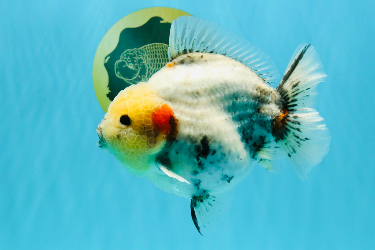 AAA Grade Marble Yuanbao Male 5.5-6 inches #041026YB_25