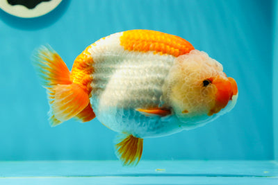 AAA Grade Special Red White LionQueen 5.5 inches #0322LC_08