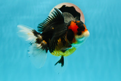 Oranda femelle tricolore à tête de lave de qualité AAA 4,5 pouces #121523OR_10