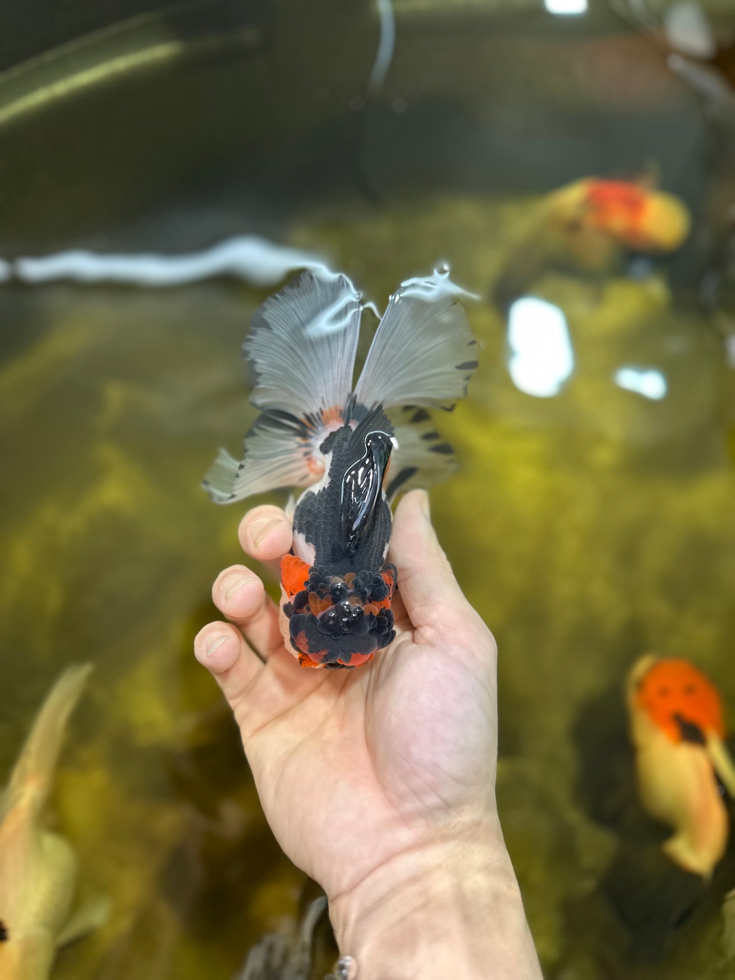 A Grade Lava Head Oranda Male 5 inches #021425OR_18