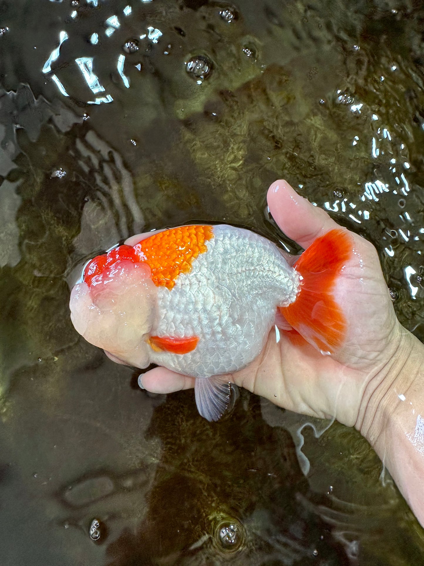 A Grade Red White LionKing 5.5 inches #091225LC_06