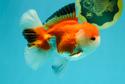 A Grade Red White Oranda Male 5.5 inches #042426OR_07