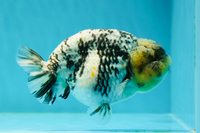 AAA Grade Special White Tiger LionKing 4.5 inches #0308LC_05