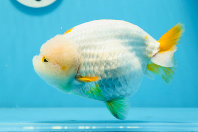 AAA Grade Mac N Cheese LionQueen 6 inches #0726LC_42