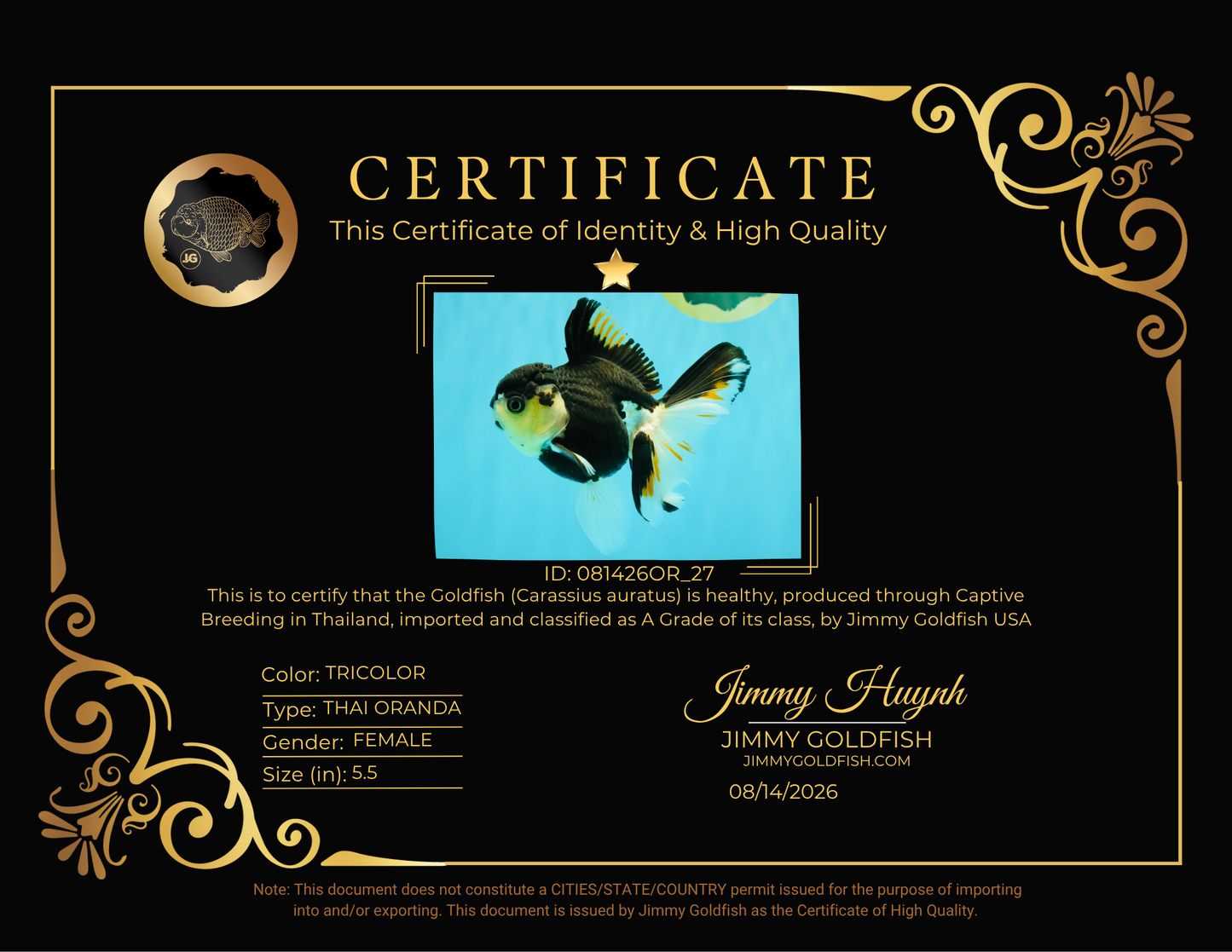 A Grade Tricolor Oranda Female 5.5 inches #081426OR_27