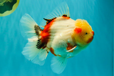 CHUNKY AAA Grade Sakaru Oranda Male 6 inches #092526OR_03