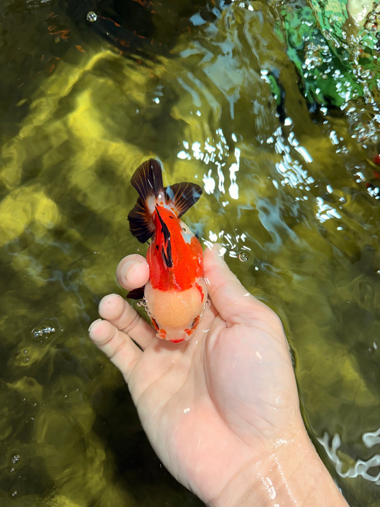 Tricolor Yuanbao Female 4 inches #111425YB_01