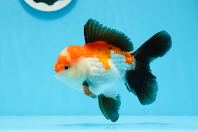Pom Pom tricolore Oranda mâle de qualité AAA 4,5 pouces #0726OR_14