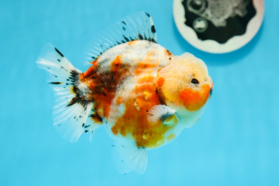 SHOW Grade Godzilla Calico YuanBao Mâle 4,5 pouces #1020YB_06