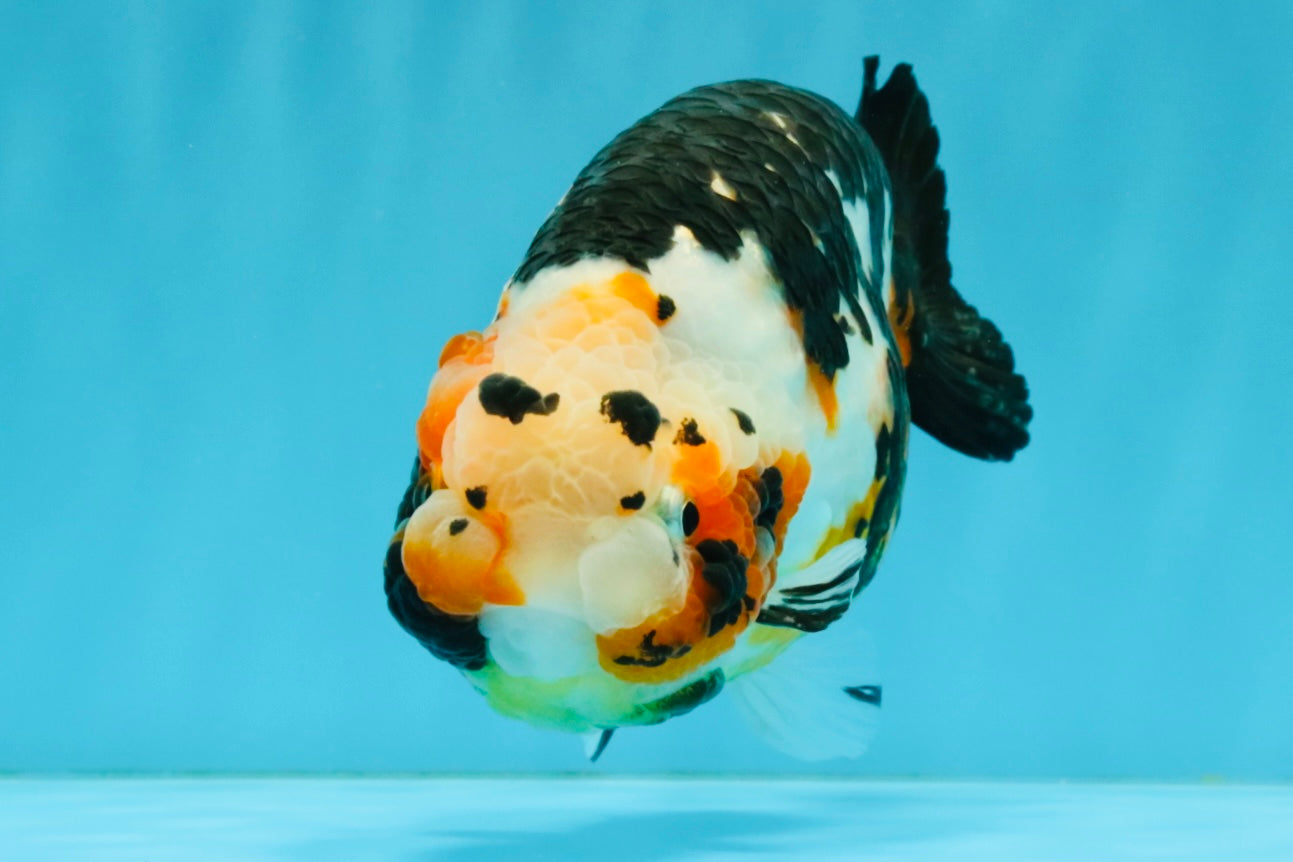 Chinese Tricolor Ranchu Male 5.5 inches #041026RC_20