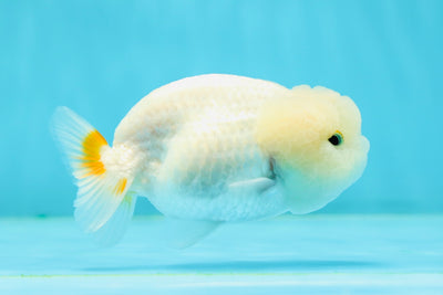 😙 Baby Big Wen Snow Ball Lionchu Female 3-3.5 inches #0301LC_03