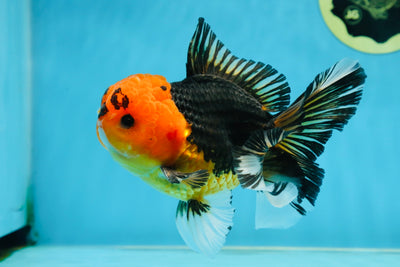 A Grade Apache Button Eyes Oranda Male 5-5.5 inches #080125OR_21