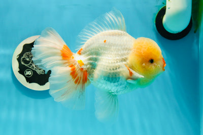 AAA Grade Lemonhead Duckie Red White Oranda Male 6 inches #0216OR_01