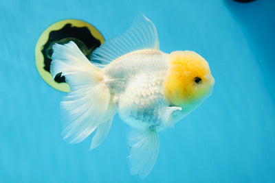 A Grade Lemonhead SNOW WHITE Oranda Male 5-5.5 inches #013125OR_12