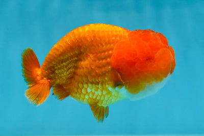 A Big Wen Grade Red LionQueen 4.5 inches #051625LC_39