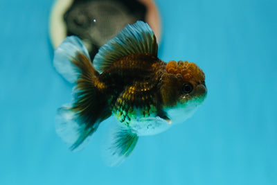 Kirin Oranda mâle de qualité A 3,5 pouces #0804OR_23