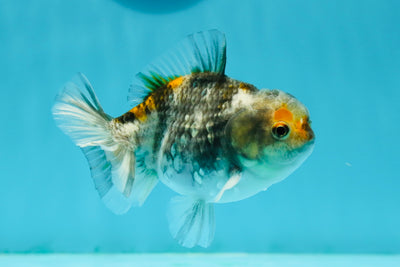 Marbre Yuanbao mâle 3,5-4 pouces #1117YB_13