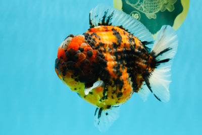 SUPER Special AAA Grade Godzilla Tiger Yuanbao Male 5 inches #022726YB_01