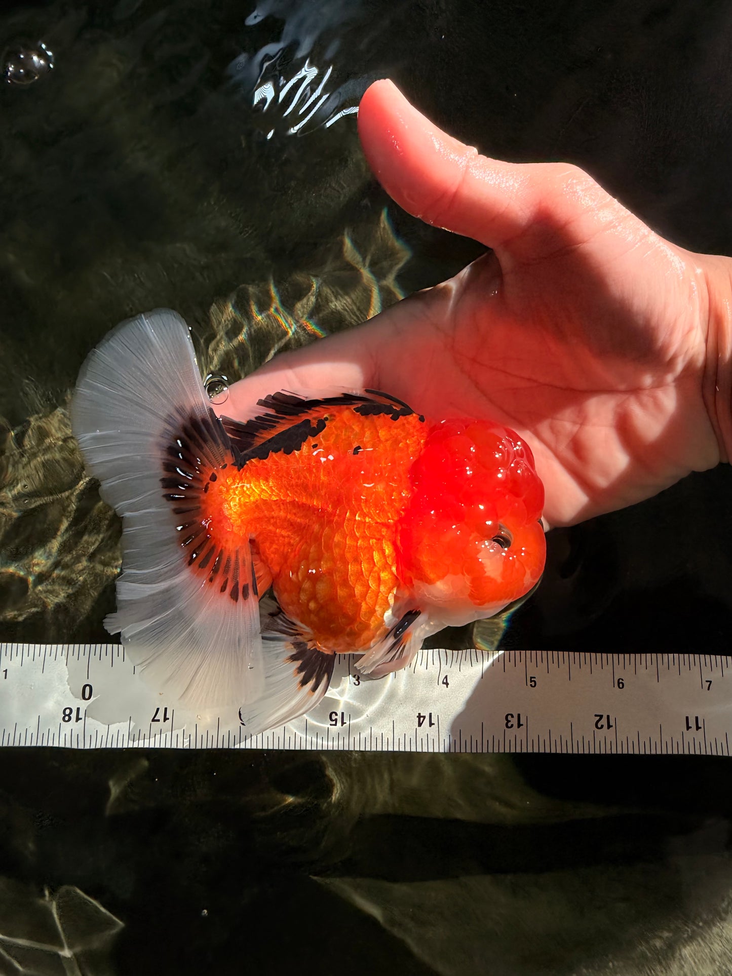 CHARLIE A Grade Apache Oranda Female 5 inches #041726OR_06