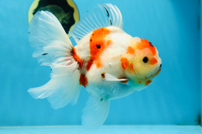 AAA Grade CHUNKY Sakura Oranda Female 6-6.5 inches #080825OR_15