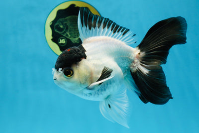 Panda Button Eyes Oranda Male 5-5.5 inches #112125OR_20