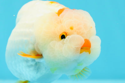 Duckie Lipstick Red White Lionchu Female 4 inches #0531LC_10