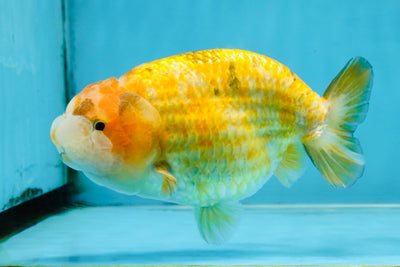 ADORABLE Sakura LionChu Female 5-5.5 inches #121925LC_07