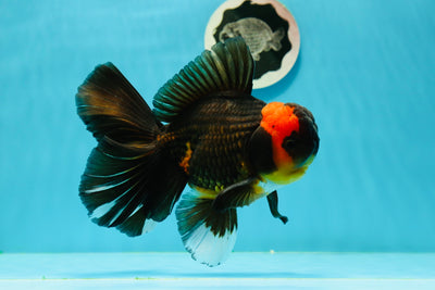 AAA Grade Special Tricolor Giant Generation Oranda Male 5.5 inches #0308OR_10