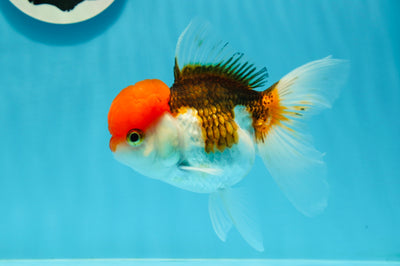 Tricolor Oranda Female 5 inches #0119OR_12