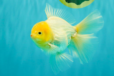 A Grade White Oranda Male 6 inches #061926OR_26