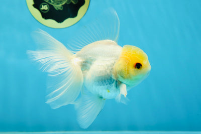 A Grade Golden Glow Lemonhead Oranda Male 5 inches #030725OR_11