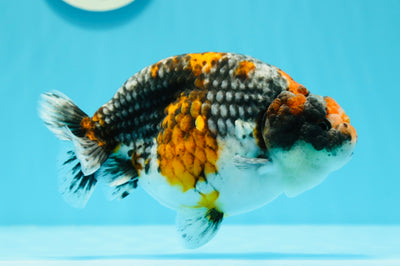 Base bleue de qualité A Kirin Ranchu 5,5 pouces #0510RC_34