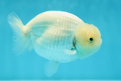 A Grade ❄️ Lemonhead Snow White LionKing 4.5-5 inches #0105LC_04