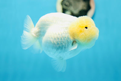 Show Grade Lemonhead Snow White LionQueen 4.5-5 inches #0811LC_01